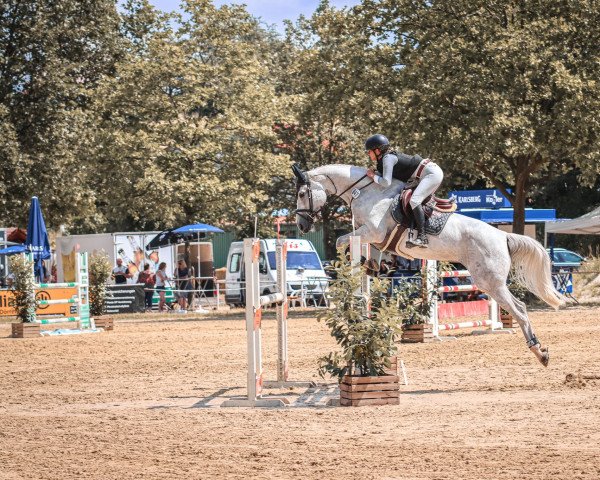 jumper Willowettie (anglo european sporthorse, 2016, from Wilfred)