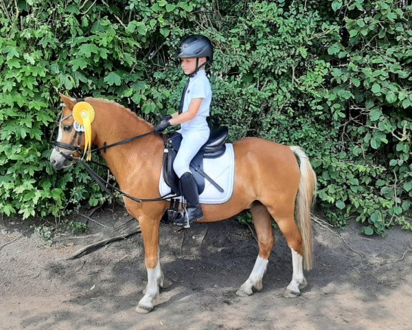 dressage horse Feivel G (Welsh mountain pony (SEK.A), 2016, from Heathside Flashman)