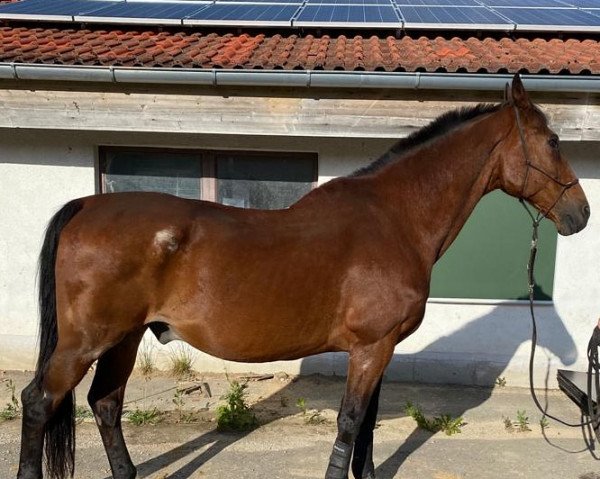 Pferd Pedro (Württemberger, 1993, von Pikfein)