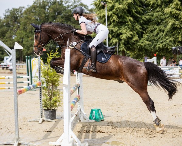 Springpferd Caspian M (Westfale, 2007, von Collin L)