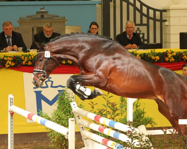 jumper Cortino Fm (Mecklenburg, 2017, from Calisto KSH)
