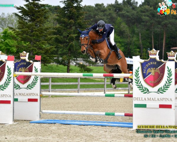 jumper Zanzibar (KWPN (Royal Dutch Sporthorse), 2004, from Tangelo van de Zuuthoeve)