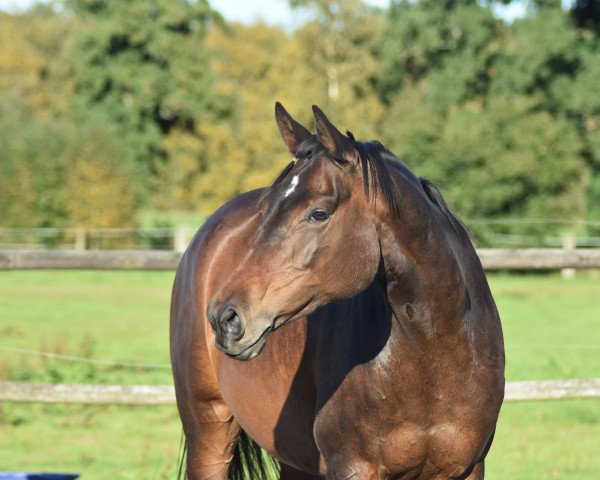 horse Biscaya (Trakehner, 2011, from Schwalbenglanz) horse Biscaya (Trakehner, 2011, from Schwalbenglanz)