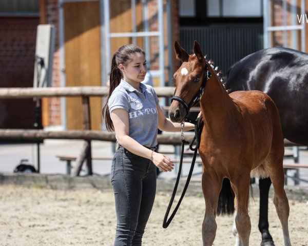 horse Escadonna JB (Westphalian, 2023, from Escaneno)