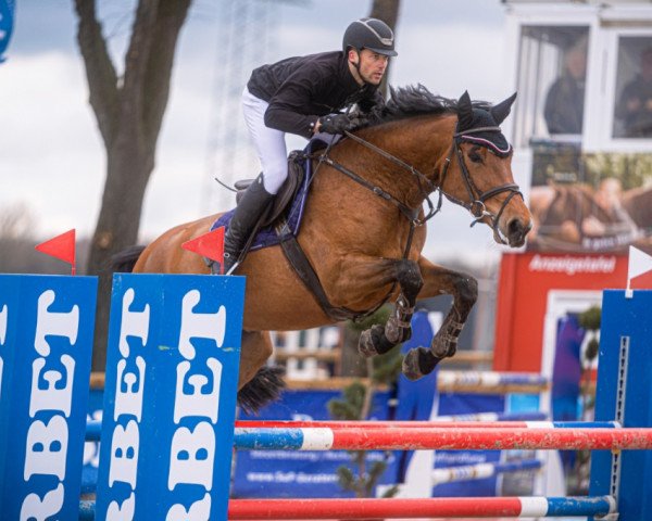 jumper Cocona 6 (Oldenburg show jumper, 2014, from Christian 25)