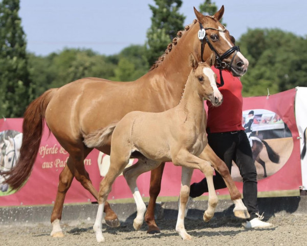 horse Next Divine S (German Riding Pony, 2011, from Neverland WE)