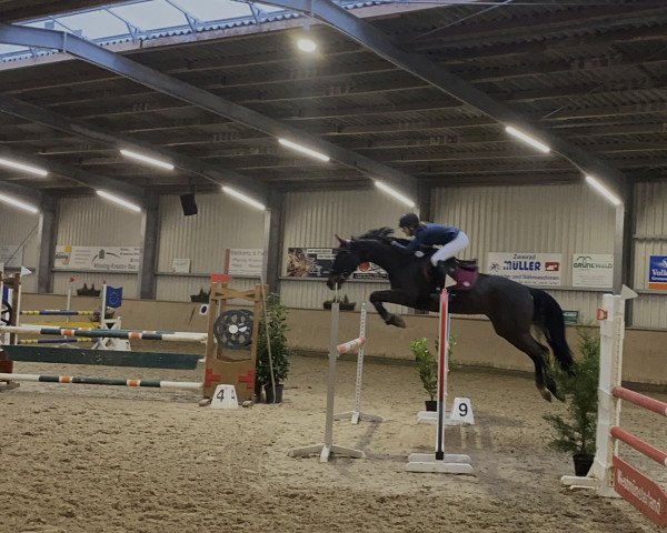 jumper Quite Latika (Westphalian, 2007, from Quite Easy I)