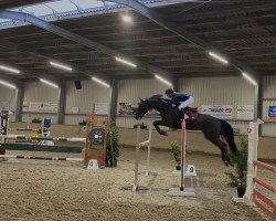 Springpferd Quite Latika (Westfale, 2007, von Quite Easy I)