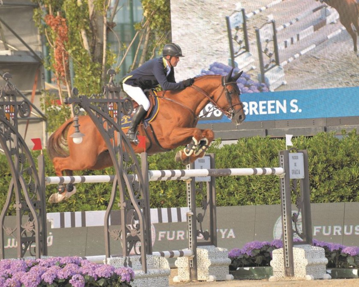 Deckhengst Golden Hawk (Belgisches Warmblut, 2005, von Vigo d'Arsouilles)