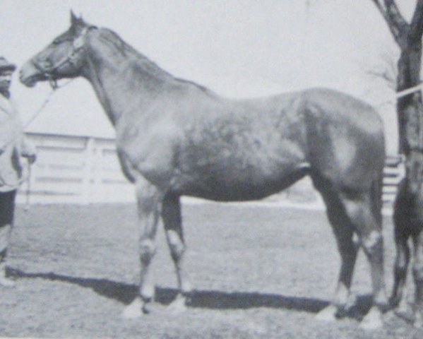 broodmare Valkyr xx (Thoroughbred, 1925, from Man o' War xx)