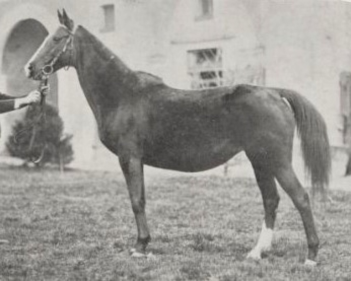 broodmare Frizette xx (Thoroughbred, 1905, from Hamburg xx)