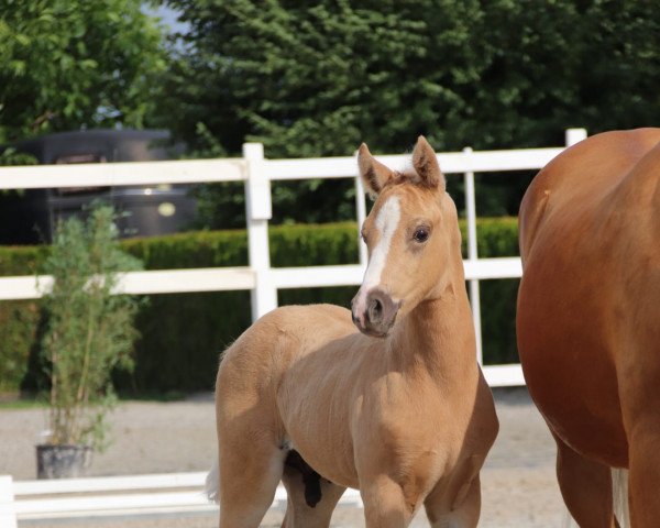 horse Dallmayr D'Oro YS (German Riding Pony, 2023, from Dallmayr K)