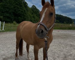 jumper Tara 360 (Quarter Horse, 2003)