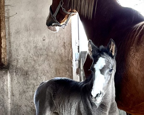 horse Dior von Bellin (Oldenburg, 2023, from Glock’s Energy)