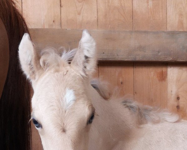 horse Gratia Ginea YS (German Riding Pony, 2023, from Gold Garant)