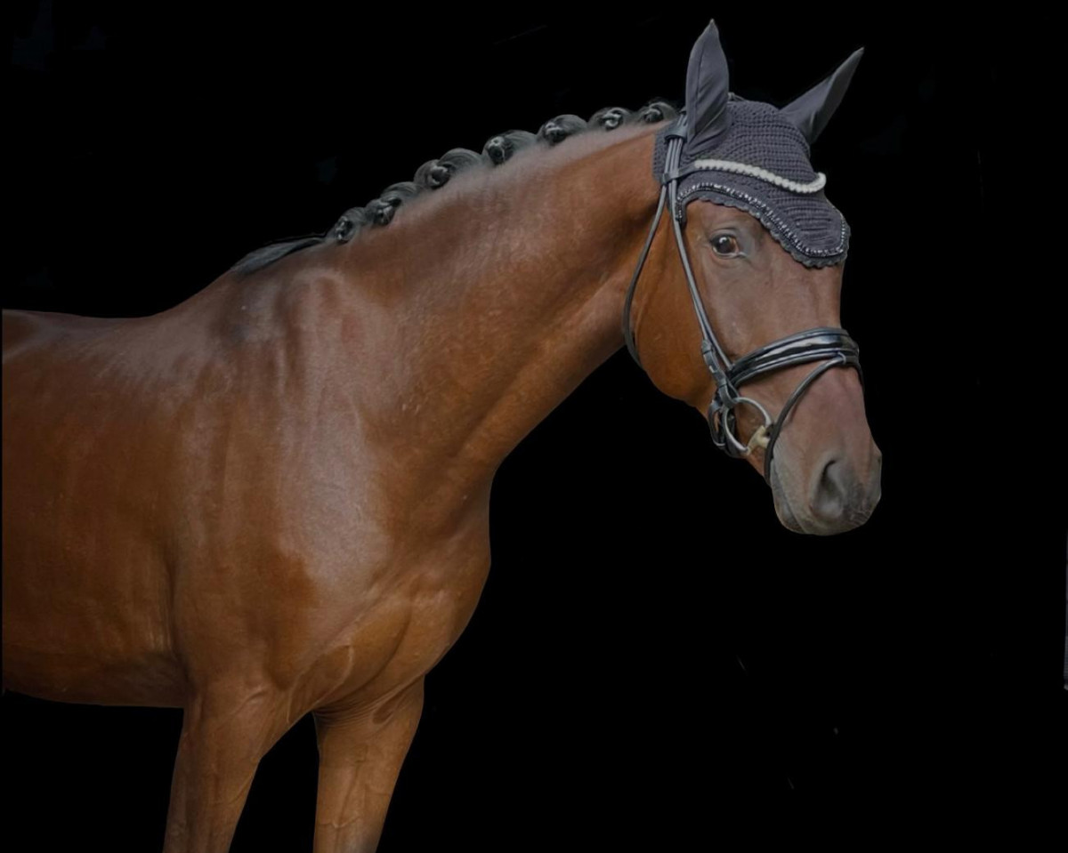 Cavallo da salto Dinken's Double Click (Holsteiner, 2018, di Dinken)