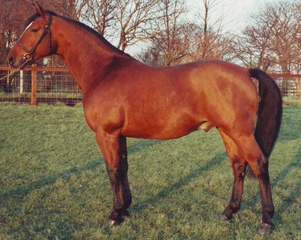 Stallone da monta Louella Inschello (Hannoveriano, 1987, di Louella Inschallah II)