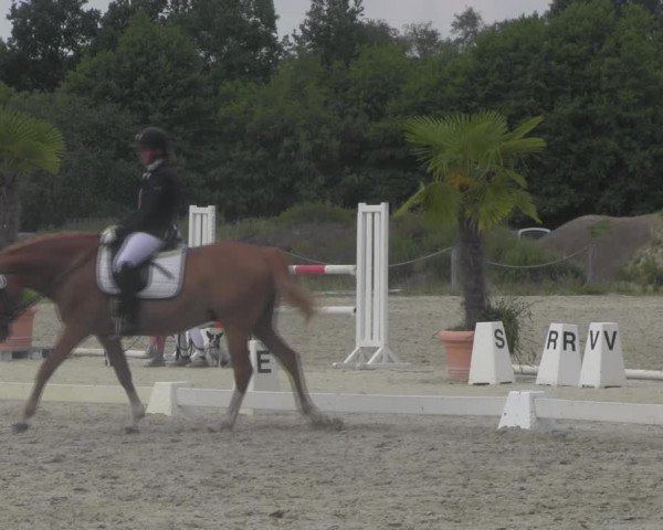 Reitturnier Handorf 2023
