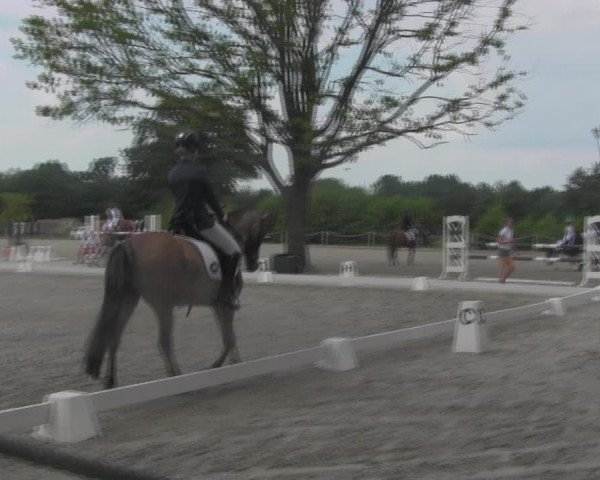 Reitturnier Handorf 2023