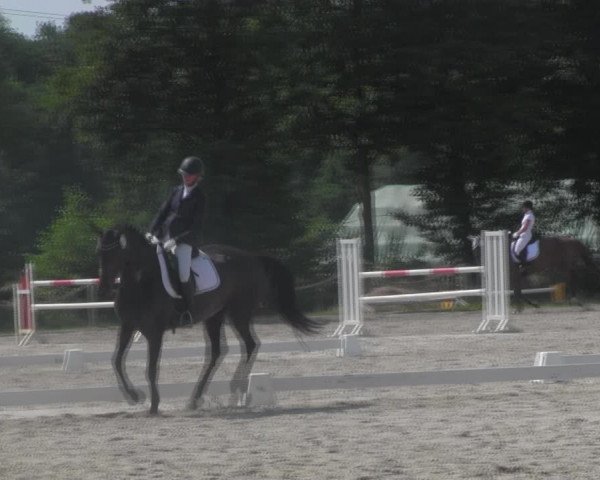 Reitturnier Handorf 2023
