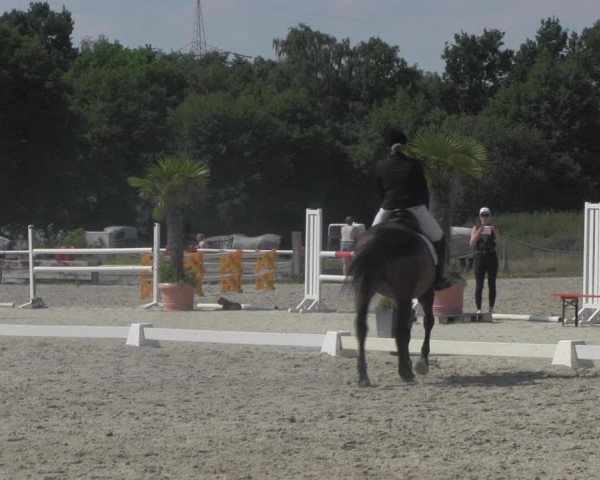 Reitturnier Handorf 2023