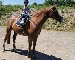broodmare Lee Luna (Westphalian, 2008, from Lissabon 29)