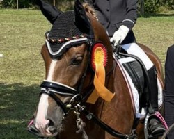 dressage horse Nautilus 59 (German Riding Pony, 2018, from Fs Numero Uno)