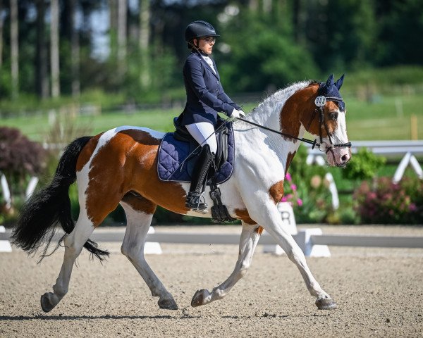 dressage horse Blue Eyed Jack (Irish Sport Horse, 2007)