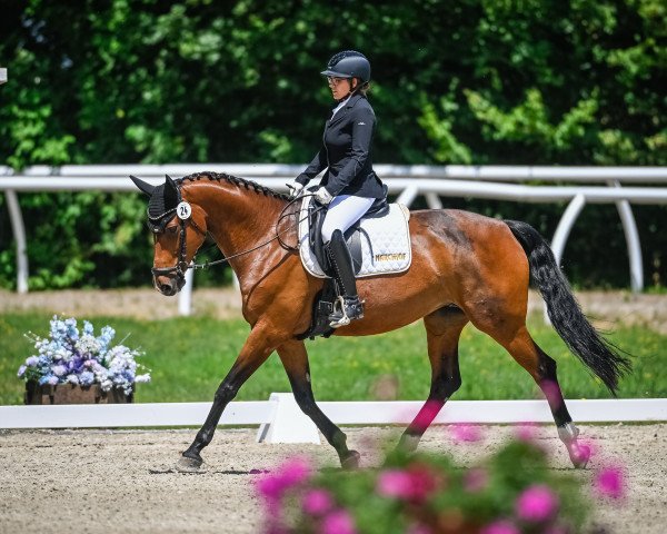 Dressurpferd Roccalumera (Württemberger, 2013, von Roxett)