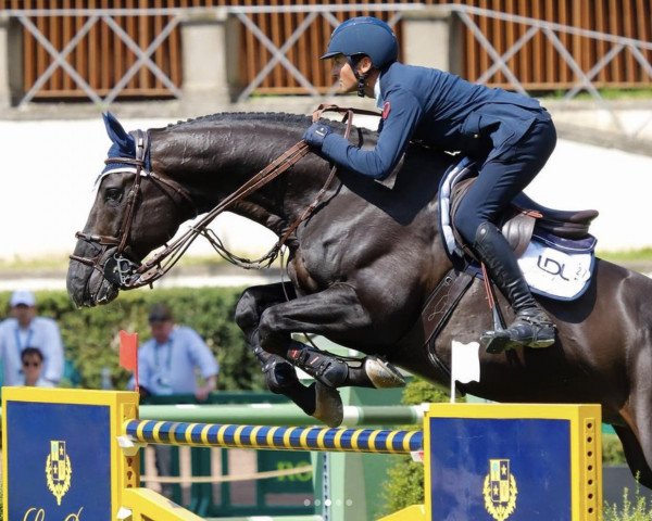 jumper Curcuma Il Palazzetto (Holsteiner, 2010, from Casall Ask)