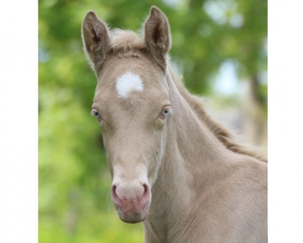 horse Grenzenlos L (German Riding Pony, 2023, from Gold Garant)