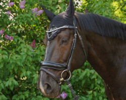 jumper Lekanto (Latvian Warmblood, 2011, from Lagerfeld)