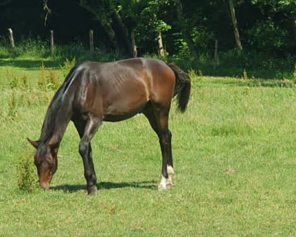 horse Emilio (German Warmblood, 2022, from Elantic)