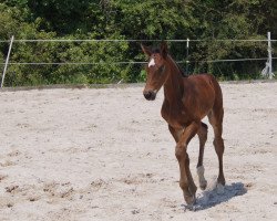 Pferd Karl (Oldenburger Springpferd, 2023, von Jasper)