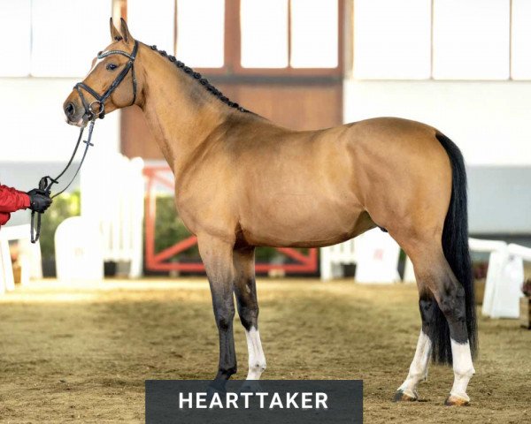 Deckhengst Hearttaker (KWPN (Niederländisches Warmblut), 2018, von Hampshire VDL)