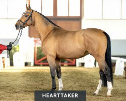 stallion Hearttaker (KWPN (Royal Dutch Sporthorse), 2018, from Hampshire VDL)