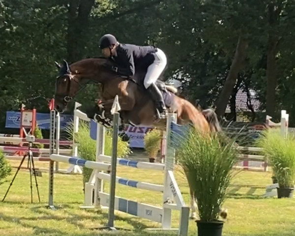 Springpferd Thor K (Zangersheide Reitpferd, 2019, von Taloubet Z)