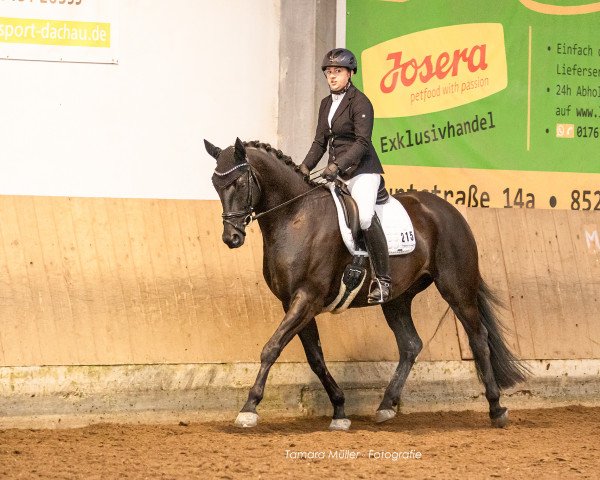 dressage horse Orchestral Manoeuvre (Trakehner, 2019, from Hibiskus) dressage horse Orchestral Manoeuvre (Trakehner, 2019, from Hibiskus)