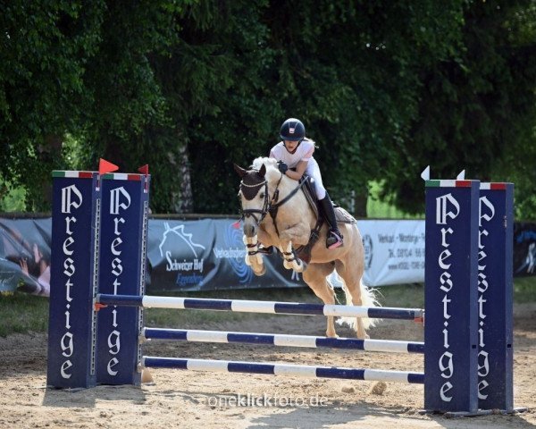 jumper Gyda (German Riding Pony, 2016, from HET Golden Dream)