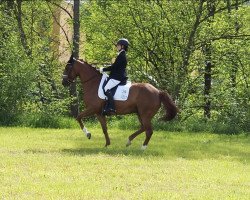 dressage horse Schoco's Rufina (polish noble half-breed, 2012, from Bajerant)