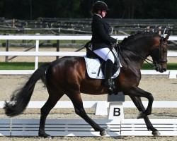 dressage horse Diplomat N (Austrian Warmblood, 2012, from Diamond Hit)