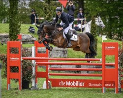 jumper Diarinjo Zsh CH (Swiss Warmblood, 2017, from Diarado)