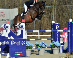 jumper Hancock 18 (KWPN (Royal Dutch Sporthorse), 2012, from Marome NW)