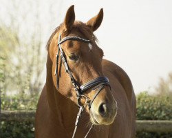 dressage horse Baronesse R (Westphalian, 2018, from Blue Hors Baron)