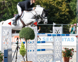 jumper Neugschwent's Castella (Oldenburg show jumper, 2010, from Cornet's Stern)