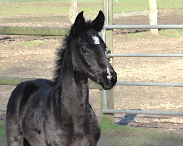 horse Quintastic (Hanoverian, 2023, from Quintessential)