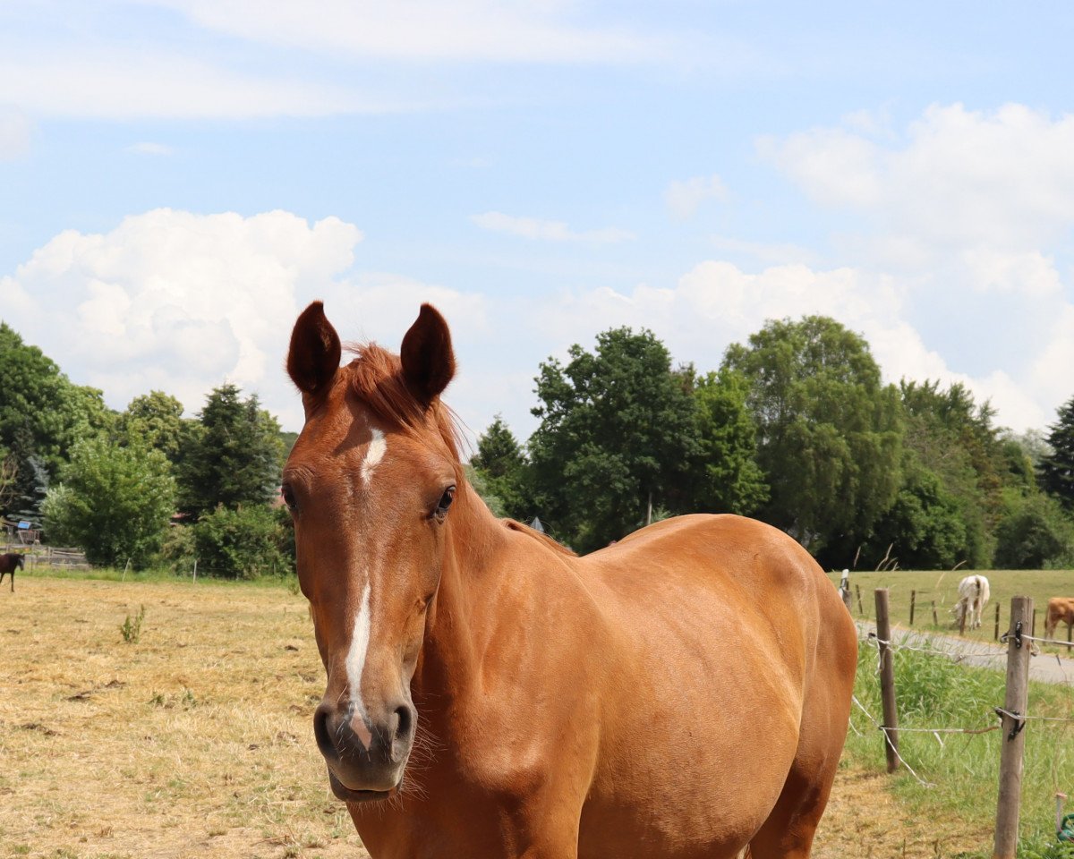 broodmare Cindy (Westphalian, 2021, from Cordynox)