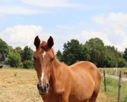 Zuchtstute Cindy (Westfale, 2021, von Cordynox)