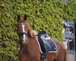 Pferd Summer Jam 4 (Westfale, 2019, von Sir Heinrich OLD)