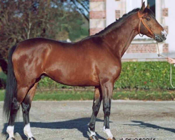 Deckhengst Gral des Vernieres AA (Anglo-Araber, 1994, von Riago AA)
